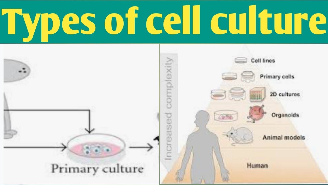 Types Of Cell Culture| Unit 5| B. Pharm 3 Sem #jitendrapatel # ...