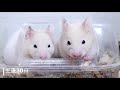 キンクマハムスターの赤ちゃん生後0日から34日までの記録 hamster baby햄스터 가 아기를 낳았다可愛い癒し