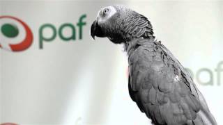 Parrot Robbie predicts FIFA World cup matches