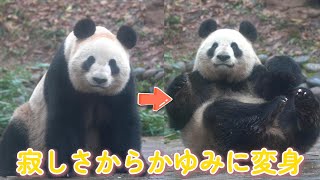 前の瞬間：なんだかちょっと寂しい気分…😔次の瞬間：あれ？かゆい～！ぽりぽり～😂🐼