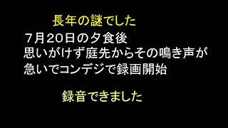 謎の夜啼き鳥はフクロウの幼鳥か？　～スペクトログラム表示～