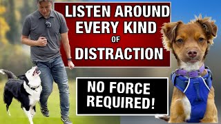 Ultimate Guide to Training Your Dog to Resist Distractions: Overcome ANY Obstacle
