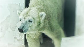 マルルさん収容後に再登場の様子