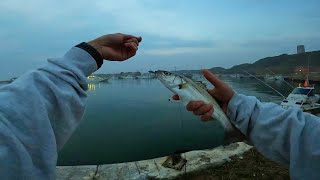 【 飯岡漁港 セイゴ 】魚子バイブ　Iioka fishing port　Sea bass　2024.3.31