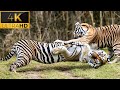 Wild Animal Sounds: Horse, Cow, Duck, Dog, Hen, Cat, Elephant | Animal Moments