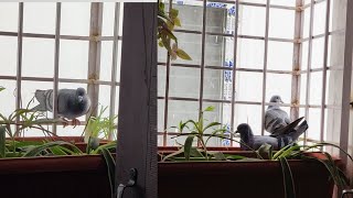 పావురాలు వచై మన ఇంటికి చుదమ/ pigeons/ telugu