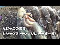 【秋アオリイカ】からの【一つテンヤ】ダブルヘッダー！抱き着くアオリ撮影成功！　＃アオリイカ　＃新子