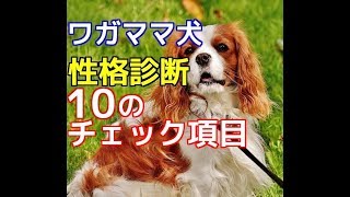 【愛犬のための知識】ワガママ犬性格診断・10のチェック項目【犬を知る】