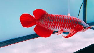 Best 8 Young Champion Super Red Arowana Fishes | Beautiful Arowana King