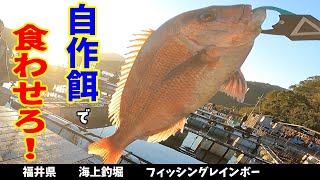 【海上釣堀】一番釣れる自作餌を作ってくるのは誰だ！？【フィッシングレインボー】