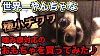 ロングコートチワワ ブラックタン／子犬の飼い方育て方／室内犬 初めて飼う／子犬 噛み癖 しつけ／チワワ飼い方初心者／ペットショップで犬を飼う／ペット 大変なこと／可愛いチワワの映像【暴れん坊 大吉】