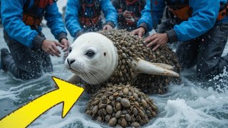 Injured Seal cub rescued successfully from millions of barnacles #barnacles #sealcub #polarbear#Wild