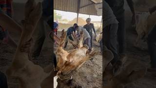 Cow service is the same service to God || #cow #cowlover #gaumata #gaushala #trending #viral#animals