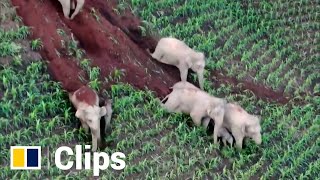 Wandering herd of elephants enjoy muddy slide downhill in China’s Yunnan province