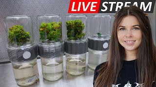 Laboratory Livestream: Subculturing BioReactors \u0026 Establishing Fern Spores