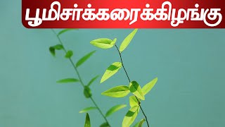 பூமி சர்க்கரைக் கிழங்கு | Maerua oblongifolia | Capparaceae @SpmHerbal