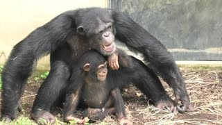 It's always fun to play with uncle Gin! by Ibuki  ジン叔父ちゃんはいつも面白い！イブキ　Chimpanzee  多摩動物公園