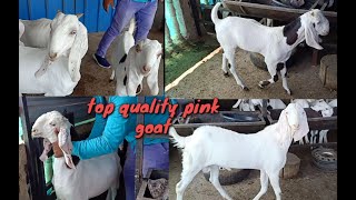 Palne wale gulabi bakre | sojat gujri breed extream quality ka shok