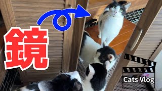 【猫Vlog😸】グッドモーニング ～ 鏡 ～ #Vlog #猫動画 #可愛い猫 #保護猫