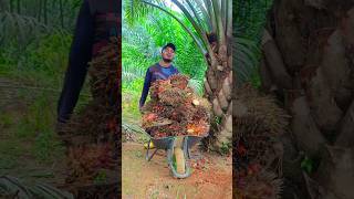 পাম ফল বার করা খুব কষ্ট #পাম_বাগান #malaysia