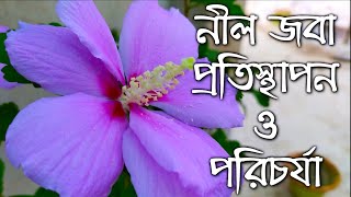 নীল জবা প্রতিস্থাপন ও সম্পূর্ণ পরিচর্যা || How to grow \u0026 care Blue Hibiscus || Rose of Sharon