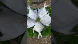 पापलेट | Amazing Huge White Pomfret Fish Cutting Skills | #pomfret #koli #food #seafood #agrikoli