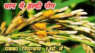 Dhaan me haldi rog |yellow rust of paddy .|Rice false smut.|dhaan me Kandua rog.false smut dieases |