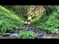 Kleiner Bergbach im Wald - Waldgeräusche -Vogelgesang-Klang Der Natur-Waldgeräusche Vogelgezwitscher