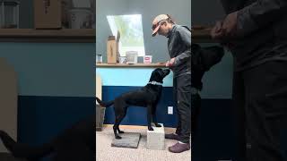 Dog squats - problem solving edition