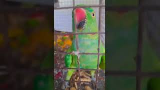 Cute mittu Beta #shorts #mittu #parrot talking 🥰🥰🥰🥰