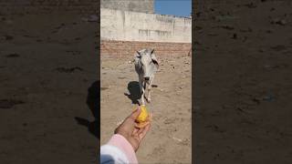 प्यारी बछिया #cow #ytshorts #gaumata #youtubeshorts #trendingshorts #calf #shorts #cristianoronaldo