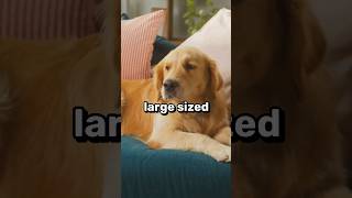 6 Best Lazy Big Dog Breeds For Laid Back Owners 🐶💤 #shorts #dog #dogs #pet #pets