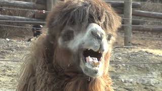 낙타소리 Camel Sound