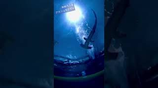 【四国水族館】１分deアカシュモクザメ#shorts