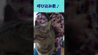 尻叩きが好きな猫に「呼び込み君」でお尻ポンポン #shorts