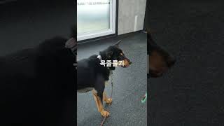 진돗개 시루 학교에서 목줄채우기 훈련