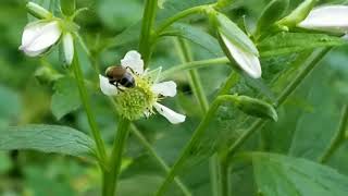 Tiny bee visiting white avens, a native wildflower