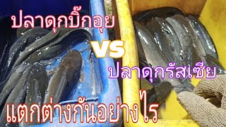 ปลาดุกบิ๊กอุยกับปลาดุกรัสเซียแตกต่างกันอย่างไร