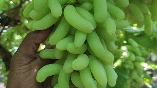 A1 quality grapes in Bijapur