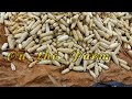 how i make millions from maize on a small land 36_40 bags per acre fertilisers u0026 value addition