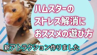 〔かんたん楽しい遊び！〕部屋んぽ好きなハムスターにぜひ作ってあげてください