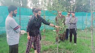 Summer Pruning In Semi High Density Orchards By Aamir Manzoor