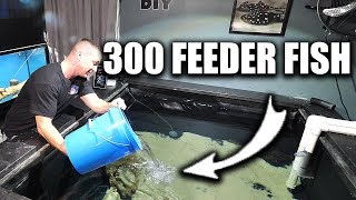 FEEDING THE PREDATOR FISH POND