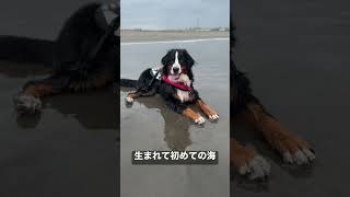 生後7ヶ月のバーニーズが初めての海遊びを体験