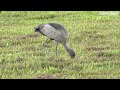 birding in singapore asian openbill at punggol north ave. 23 feb 2025.