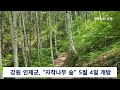 인제 자작나무 숲 4일 개방 5월 4일부터 부분 개방 지난해 명품 숲길로 선정된 달맞이 숲길 개방 신아일보 강원 인제 여행 관광 인제자작나무숲