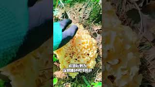 宽叶绣球菌 内容启发搜索 科普 野生菌 捡菌子 蘑菇