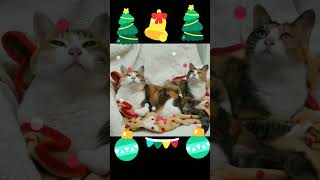 Synchronized cats　猫シンクロ特集　🎄メリークリスマス　#shorts