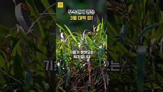 무속인이 뽑은 3월 '대박' 띠! 🍀🧭 #띠별운세 #풍수 #대박나는띠