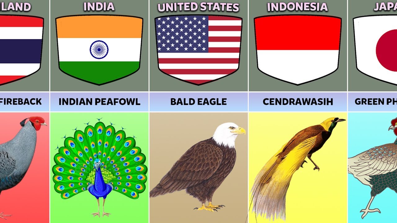 National Birds From Different Countries - YouTube